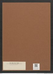 Diatomeae indet. Zeichnungen Sammlung Grunow Mappe 02311 (Herbarium_W_Grunow_drawings_Folder_02311)